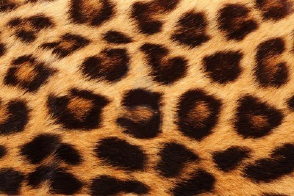 leopard fur