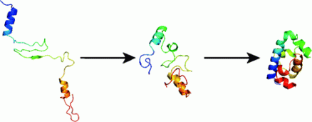 protein-folding