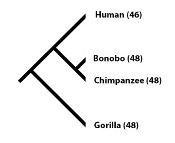 denisovans_fig_1