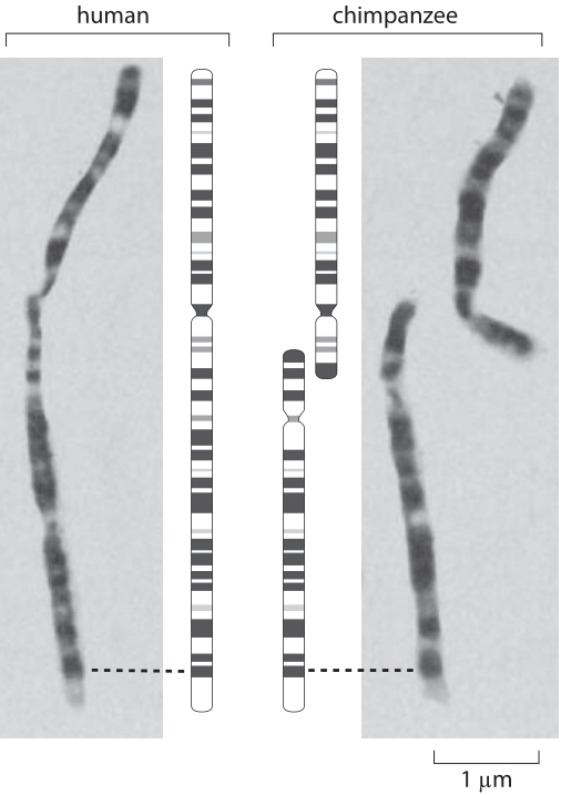 HumanChimpChromosomes-1