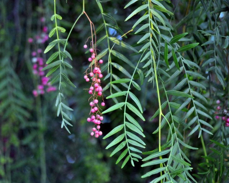 california-pepper-tree